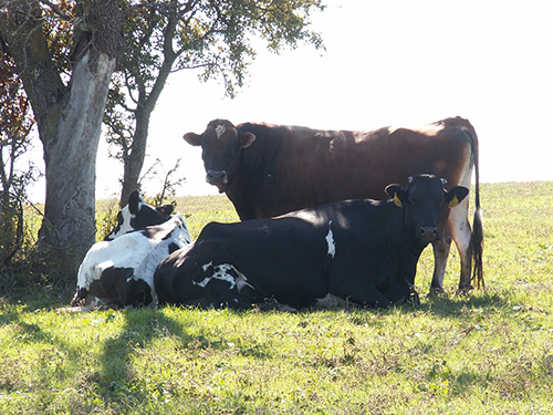 Veldhuizen Farm Cows