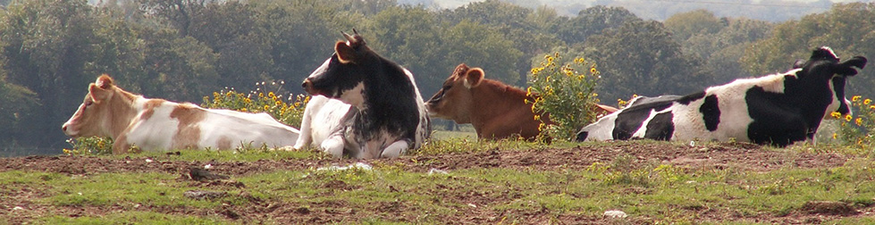 Veldhuizen Cows